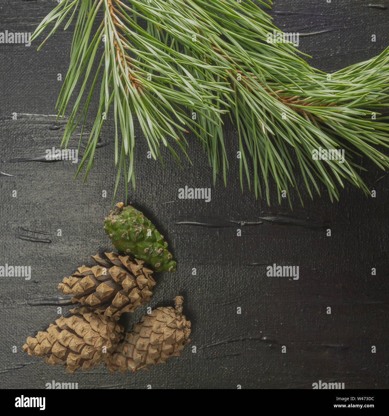 A black background with a pine motif. Cones and needles of a tree ...