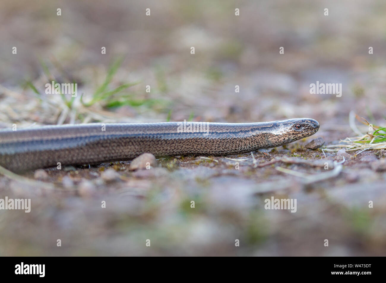 Slow-worm, Applecross, Scotland, UK Stock Photo