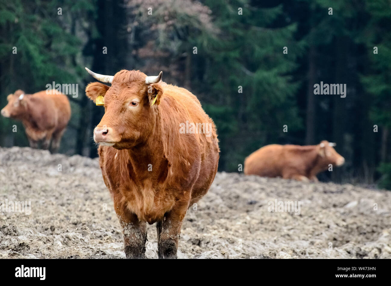 Bos taurus, Cattle on a pasture in the countryside in Bavaria, Germany Stock Photo