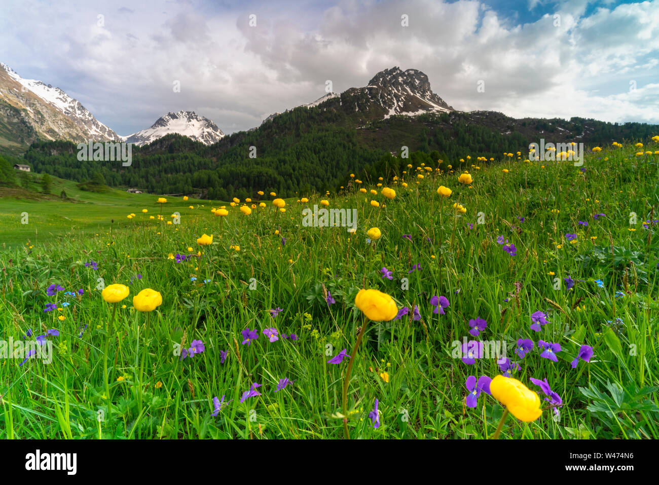 Buttercup and wild flowers in green meadows during spring, Maloja Pass, Engadin, canton of Graubunden, Switzerland Stock Photo