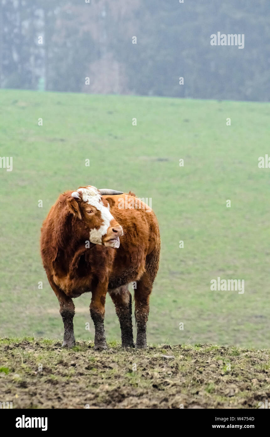 Bos taurus, Cattle on a pasture in the countryside in Bavaria, Germany Stock Photo