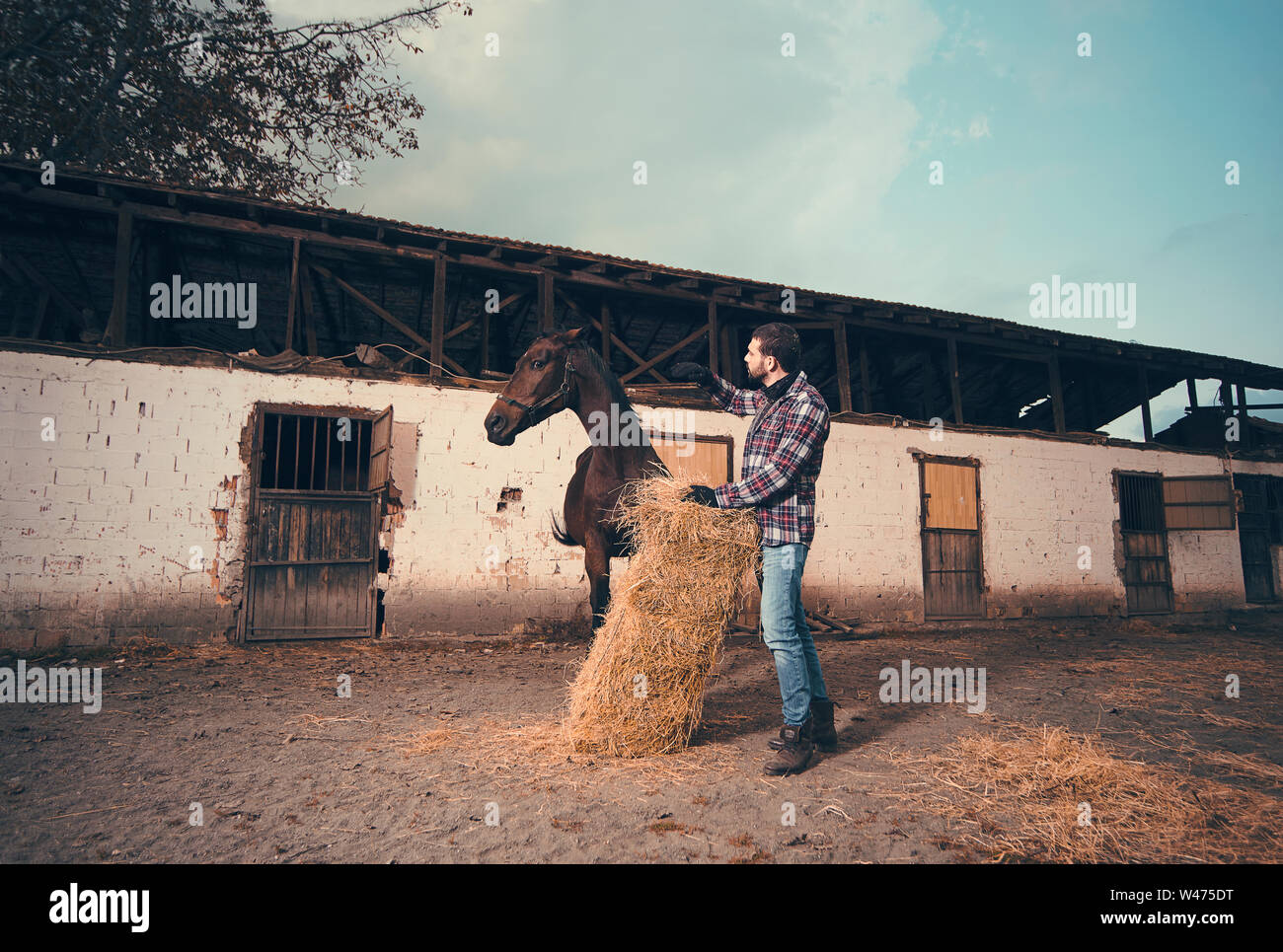 handsome horsekeeper feeding wild horse Stock Photo Alamy