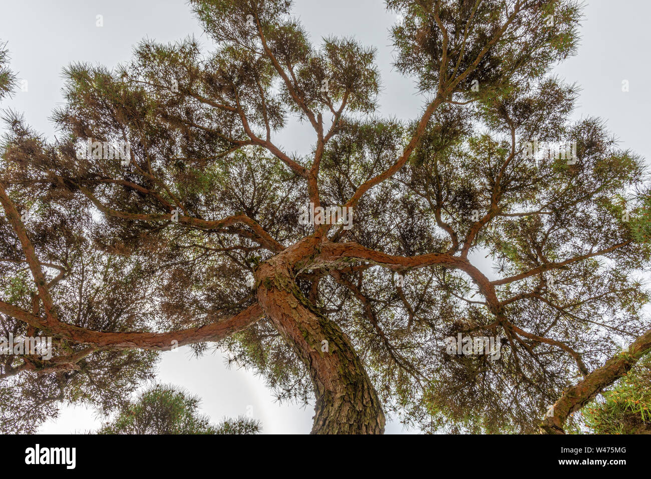 Japanese pine tree seen from bellow, taken during a summer afternoon in Gyeongju, South Korea Stock Photo