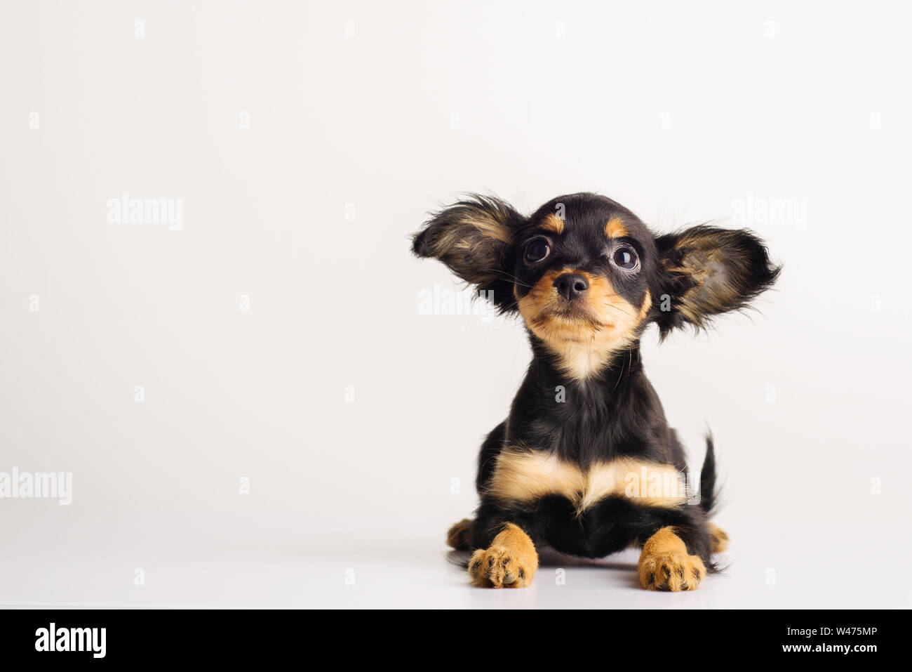 Funny young puppy of Russian toy terrier on a white background. - image Stock Photo