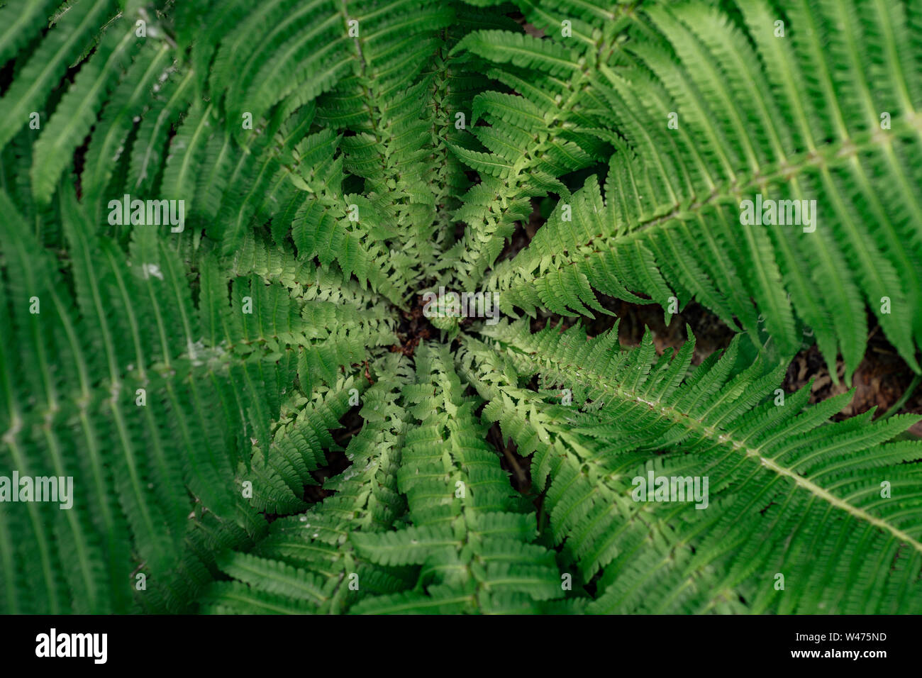 Close-up of the central part of a green fern. Top view on the leaves of a relict plant. Floral background -Image Stock Photo