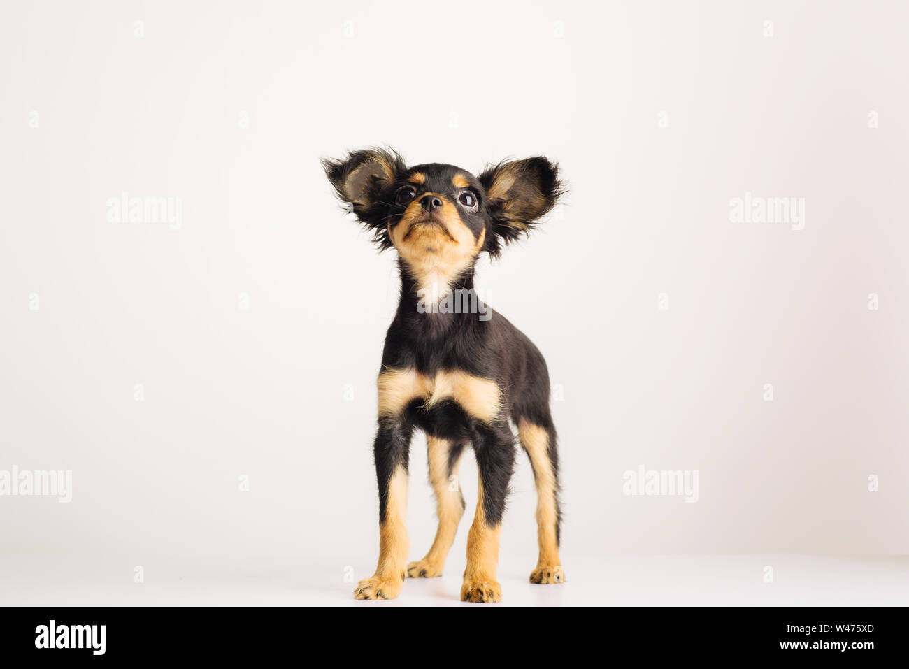 Funny young puppy of Russian toy terrier on a white background. - image Stock Photo