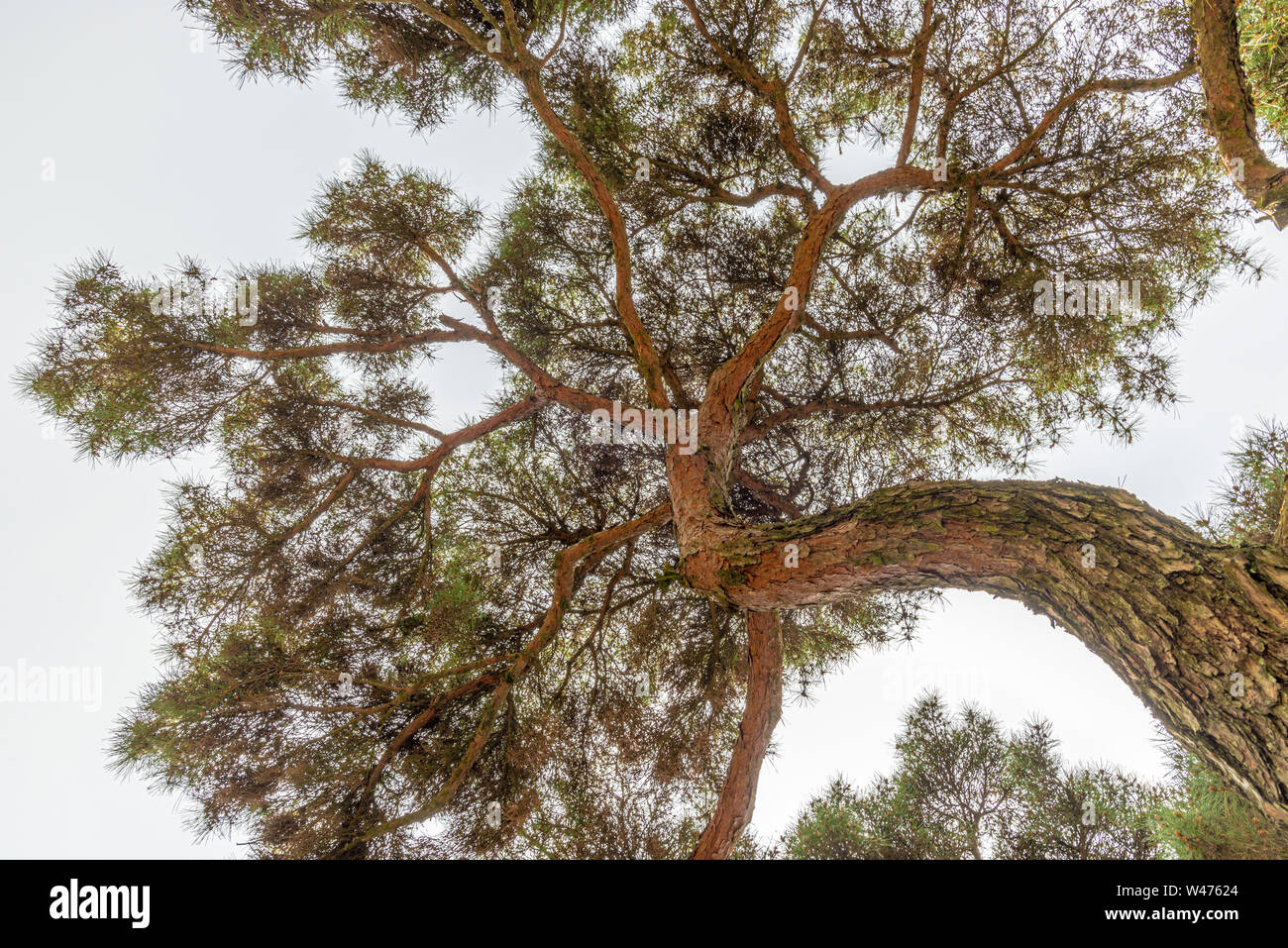 Japanese pine tree seen from bellow, taken during a summer afternoon in Gyeongju, South Korea Stock Photo