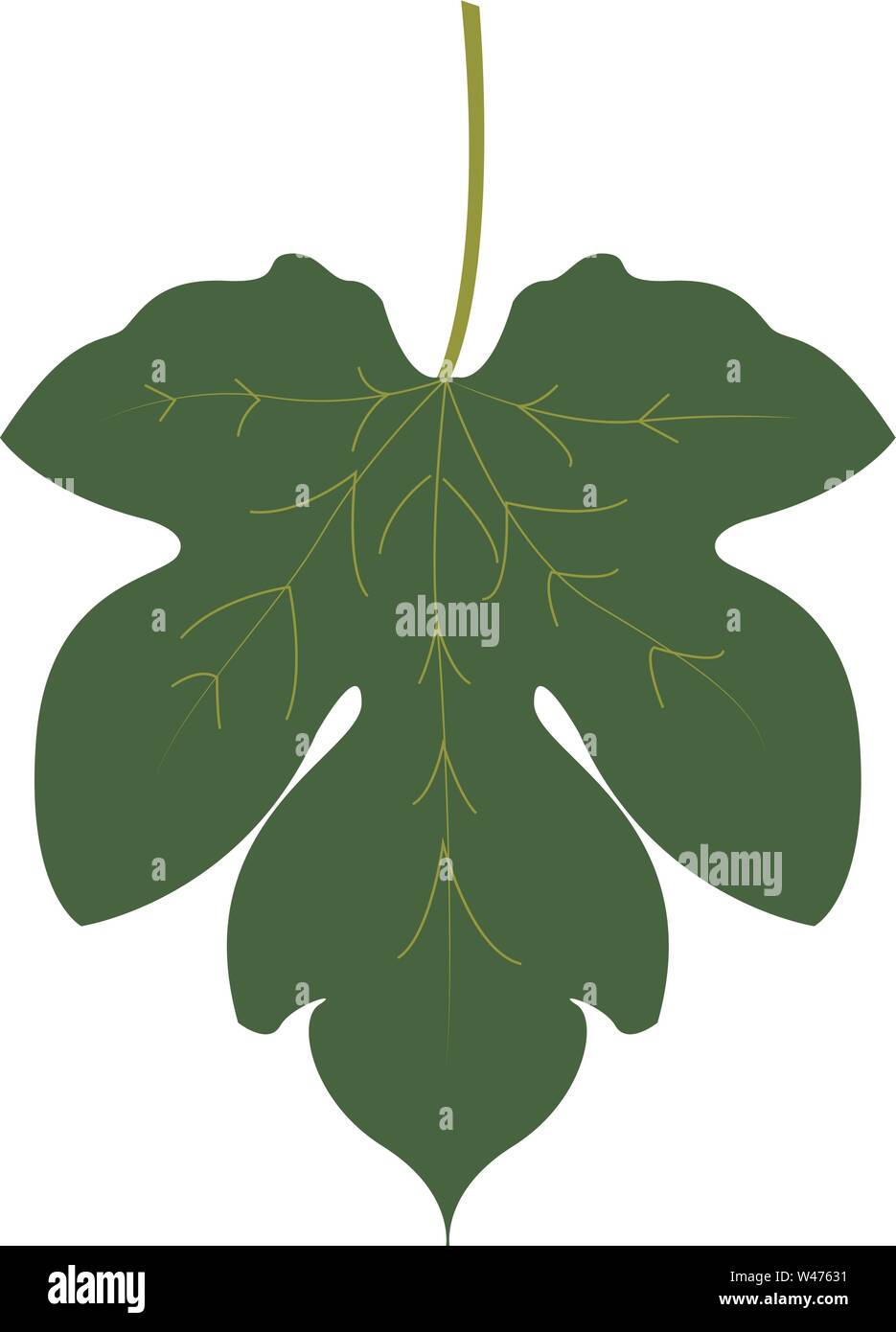 Fig leaf, illustration, vector on white background Stock Vector Image