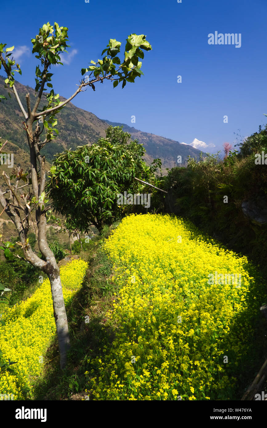 Flowers and distant snowy peaks in the Himalaya foothills near Jiri, Nepal Stock Photo