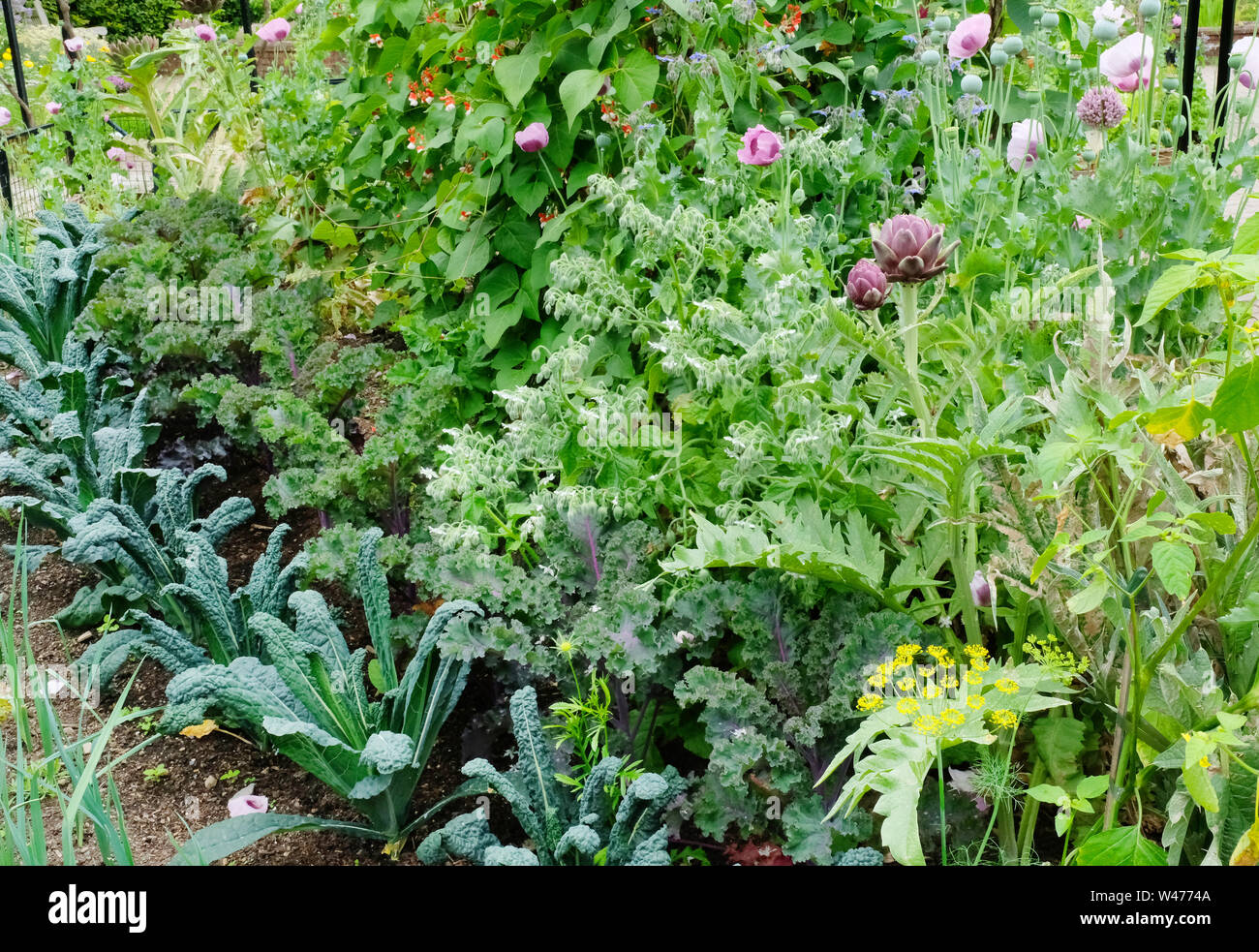 A well stocked English kitchen garden with runner beans, kale, cavolo nero, and leeks - John Gollop Stock Photo