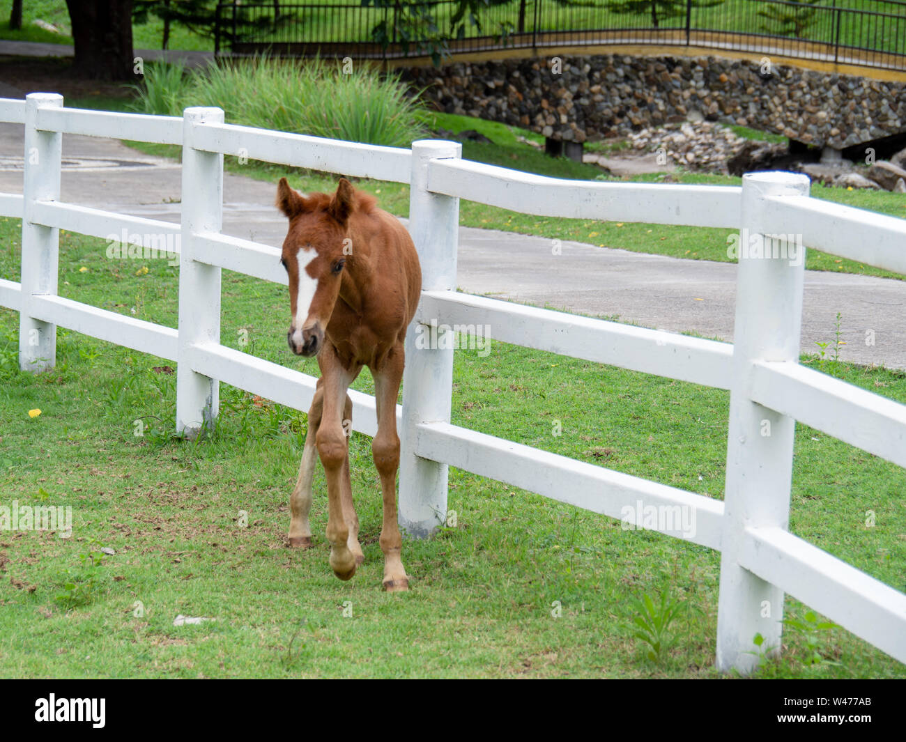 Horse on lawn, grazing land for horses Stock Photo Alamy
