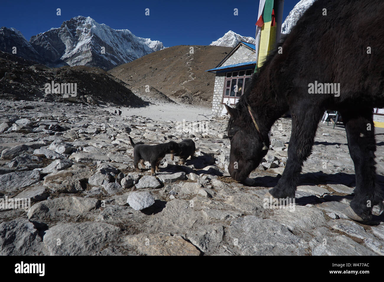 Puppies and a horse in Gorak Shep, the Everest region, Nepal Stock Photo