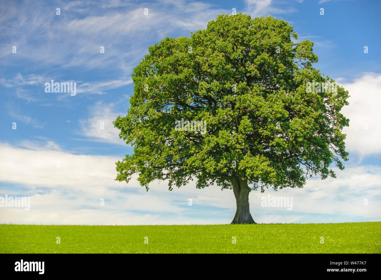 single oak tree in meadow at spring Stock Photo - Alamy