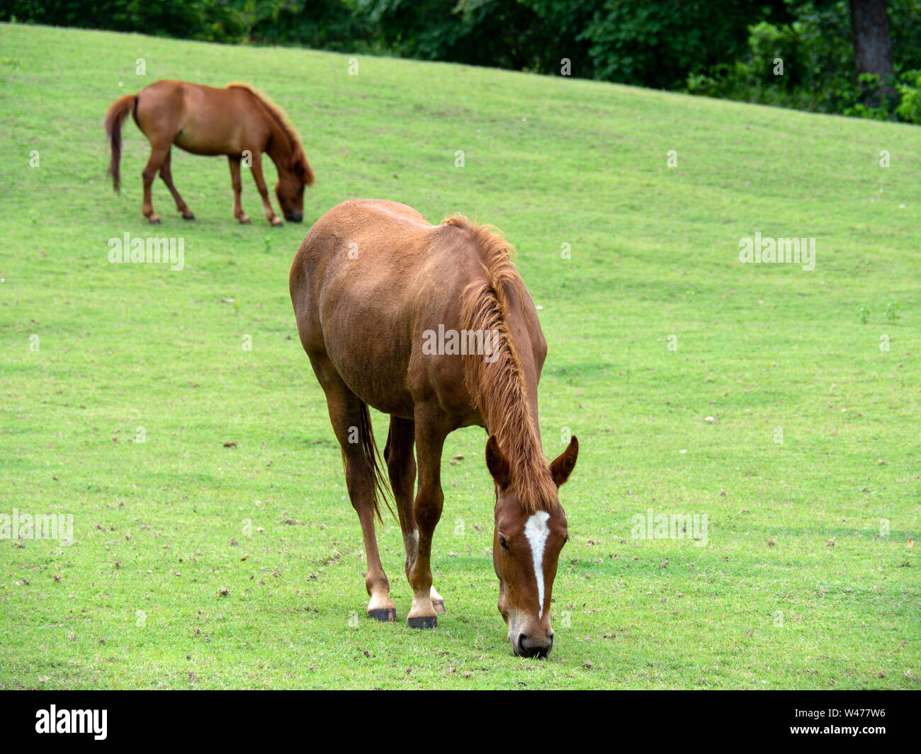 Horse on lawn, grazing land for horses Stock Photo Alamy