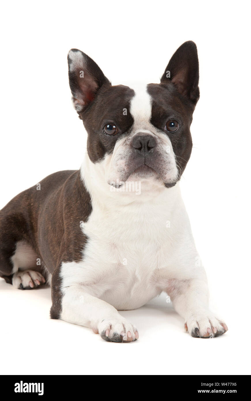 Boston Terrier dog isolated over whiite background Stock Photo - Alamy