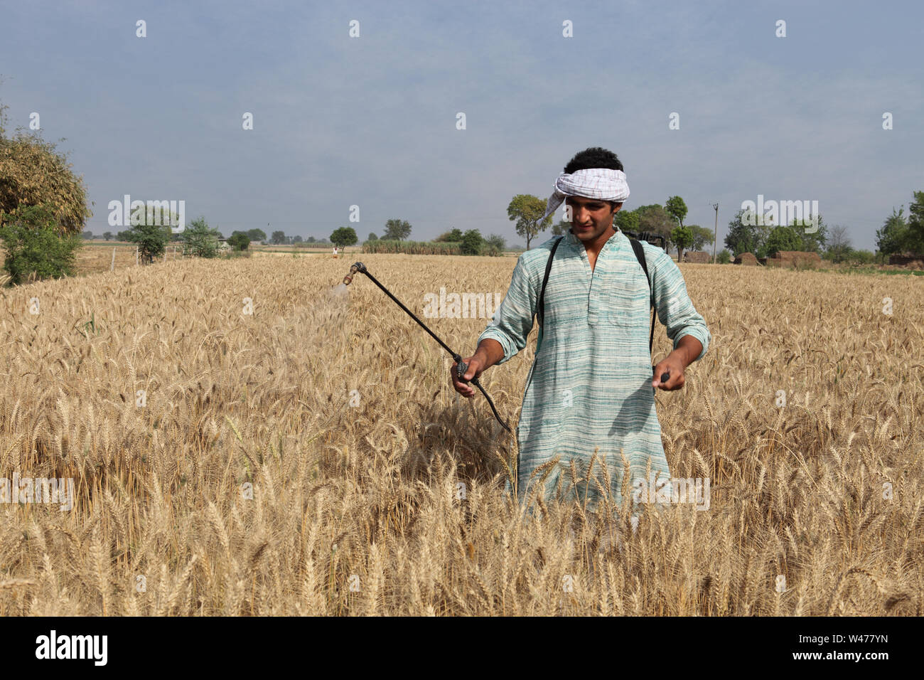 Farmer spraying pesticide on wheat crop Stock Photo Alamy