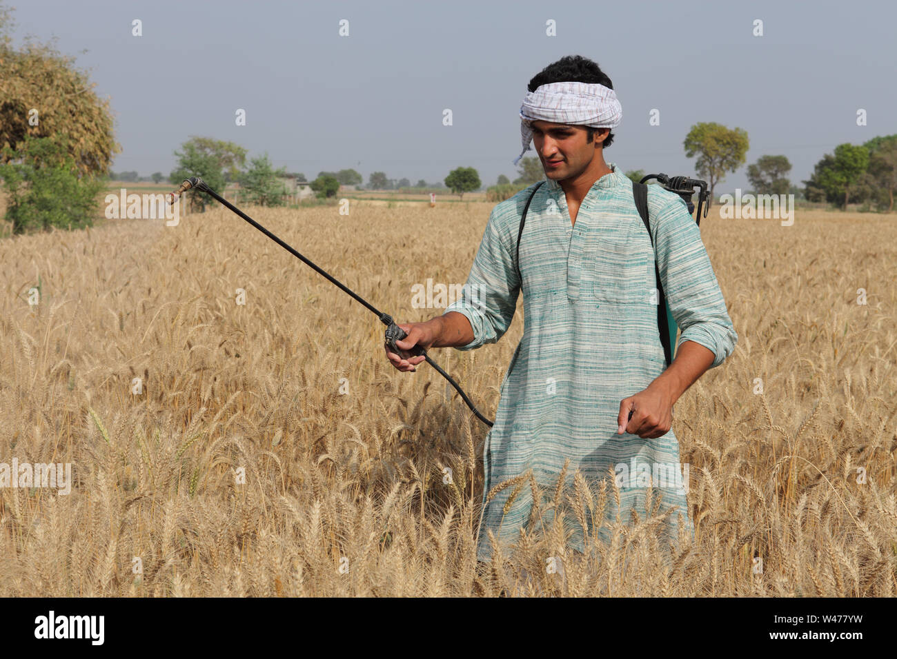 Farmer spraying pesticide on wheat crop Stock Photo Alamy