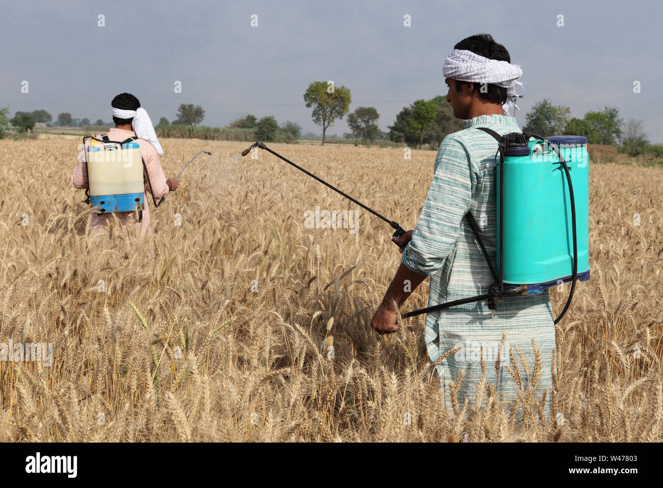 Farmer spraying pesticide on wheat crop Stock Photo Alamy