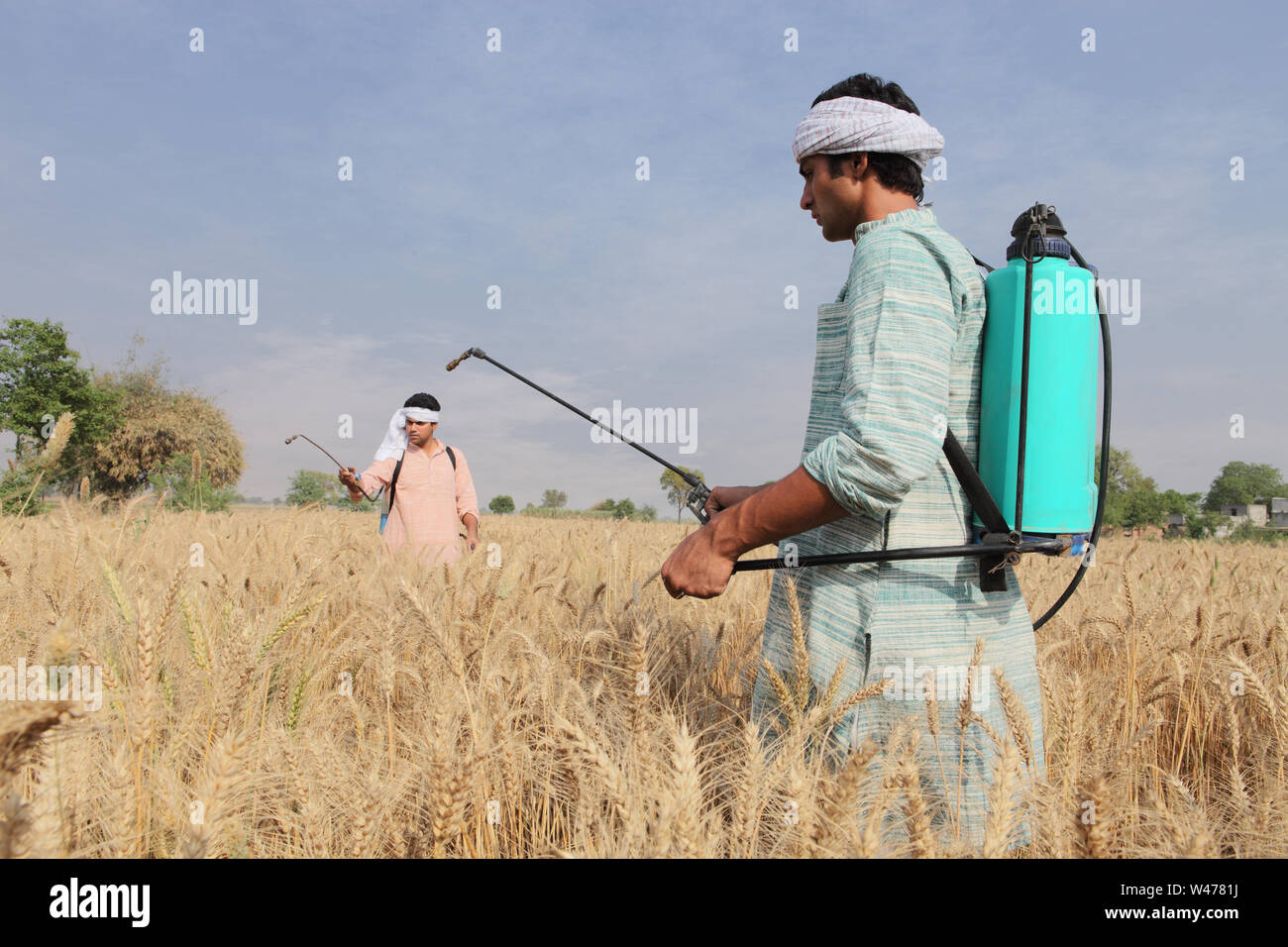 Farmer spraying pesticide on wheat crop Stock Photo Alamy