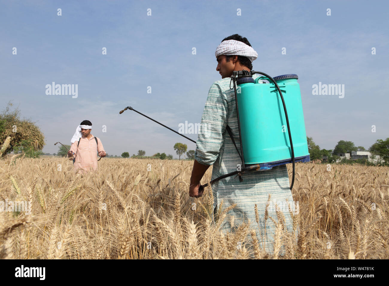 Indian farmer spraying pesticide on wheat crop Stock Photo Alamy
