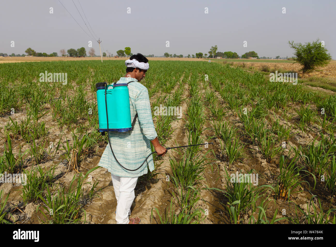 Indian farmer spraying pesticide on crop Stock Photo - Alamy