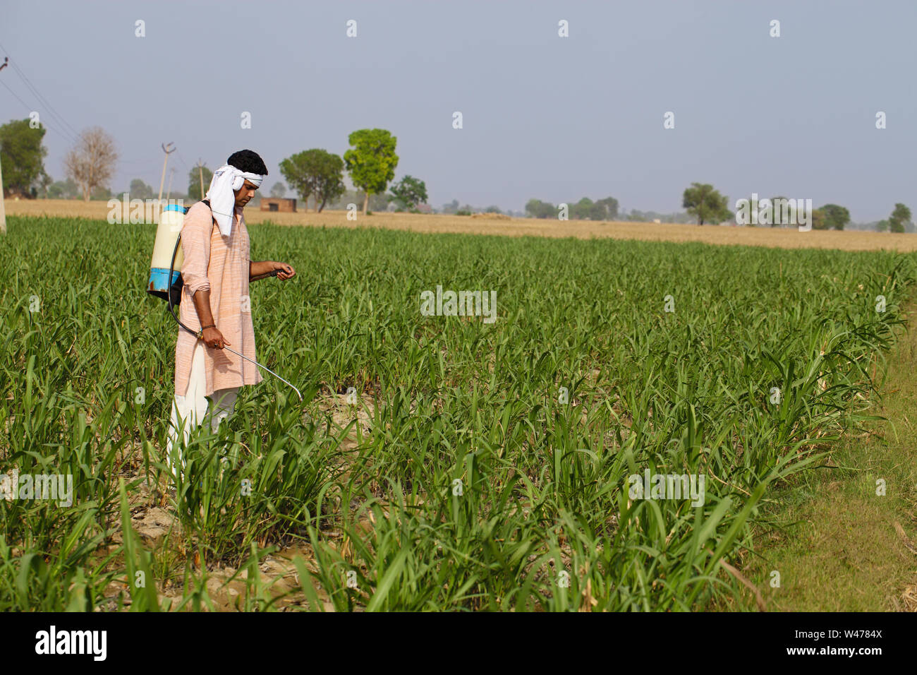 Farmer spraying pesticide on crop Stock Photo - Alamy