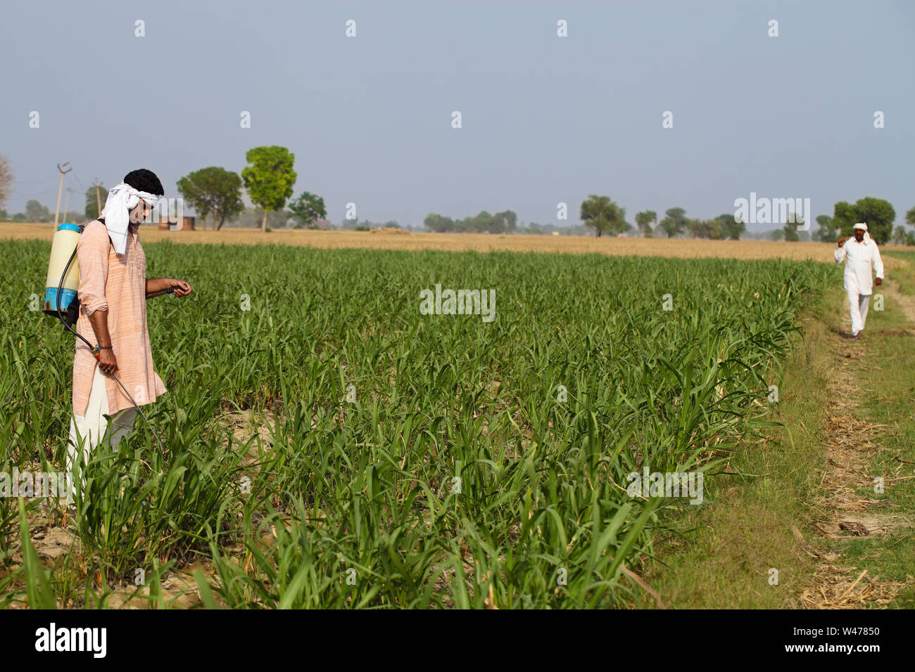 Farmer spraying pesticide on crop Stock Photo - Alamy