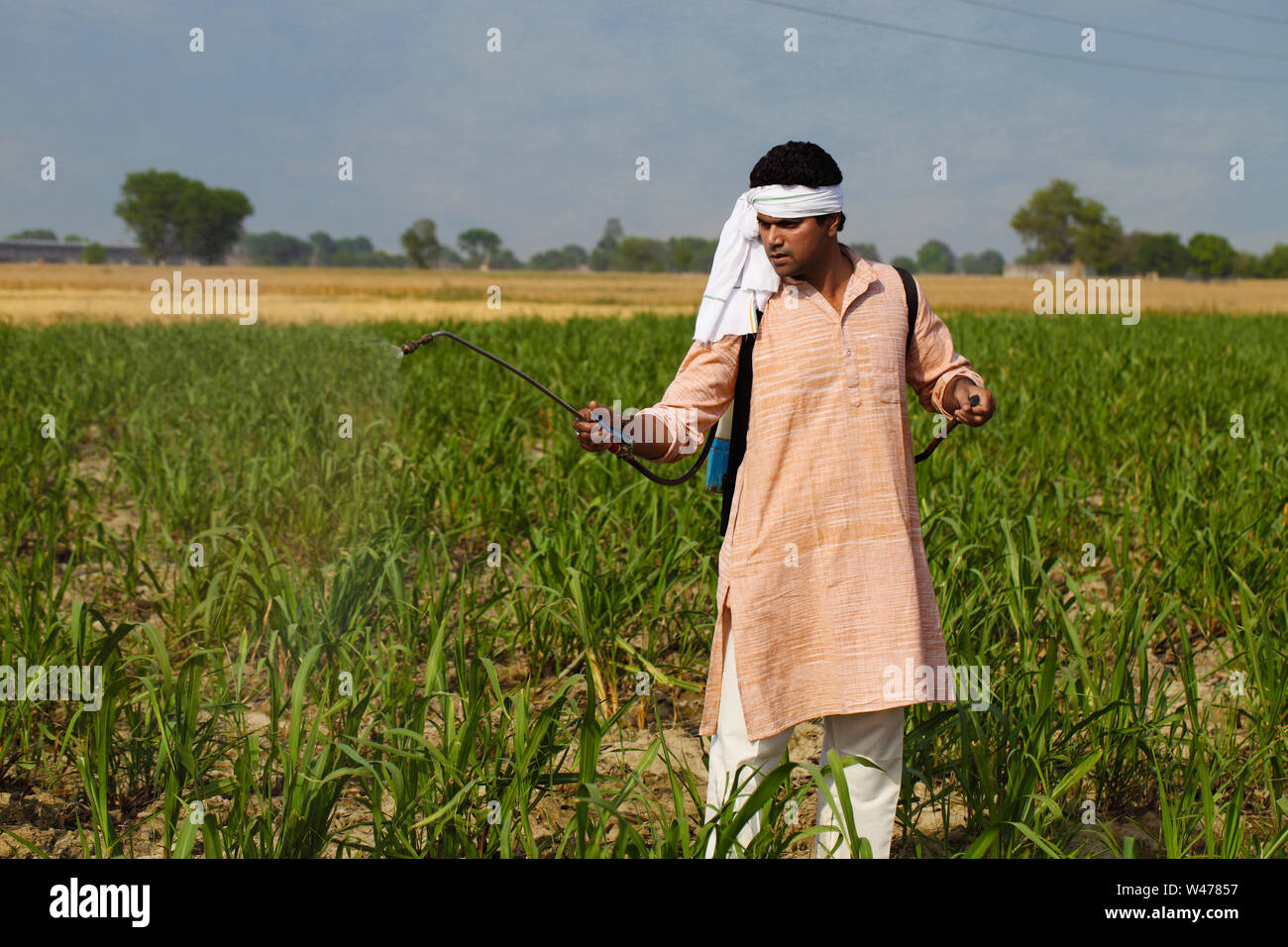 Farmer spraying pesticide on crop Stock Photo - Alamy