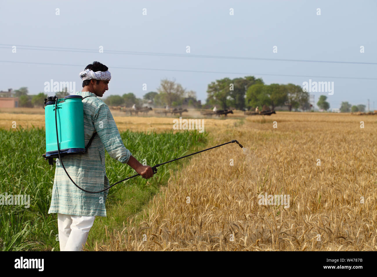 Farmer spraying pesticide on wheat crop Stock Photo Alamy