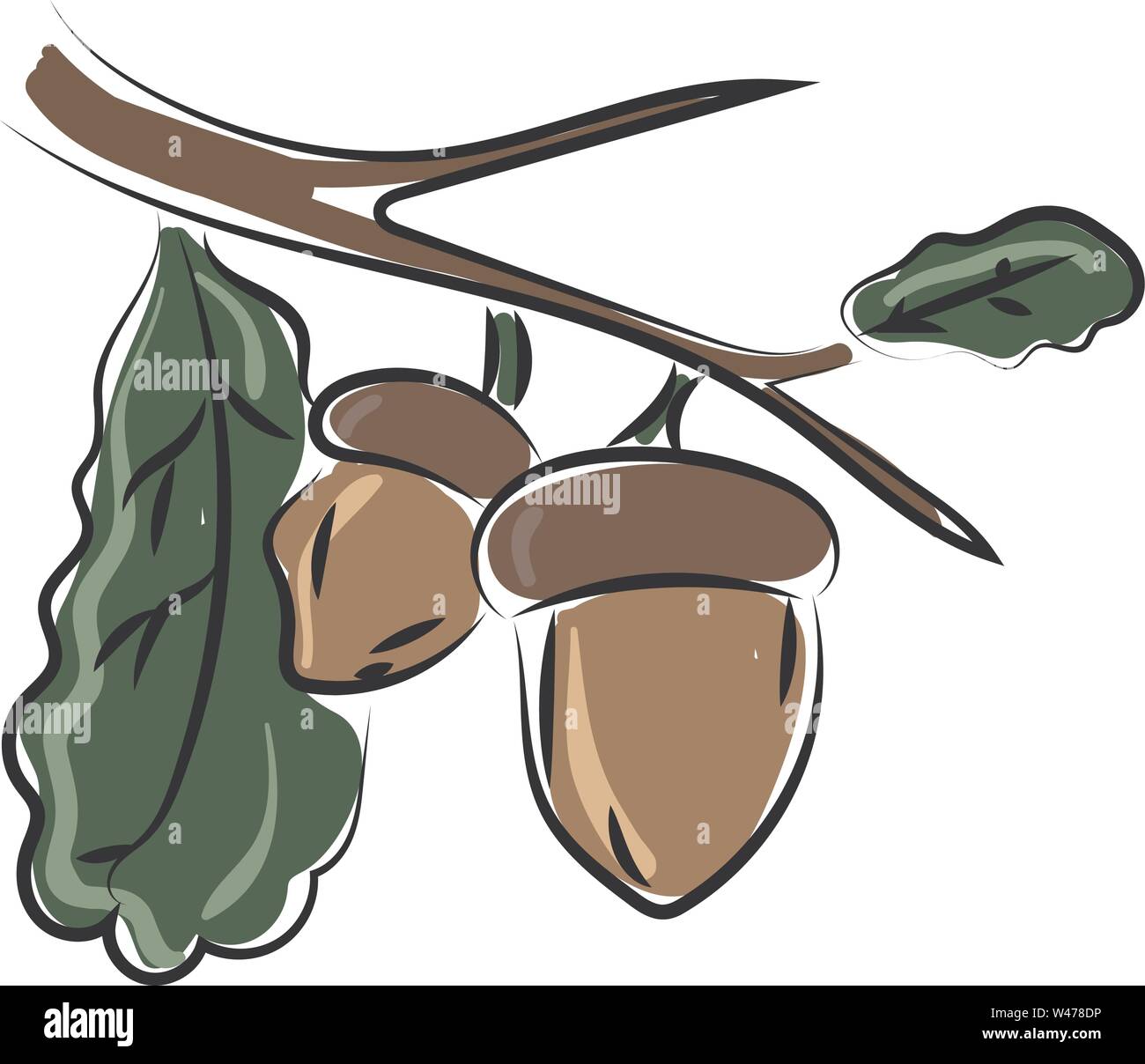 Nuts on tree, illustration, vector on white background Stock Vector