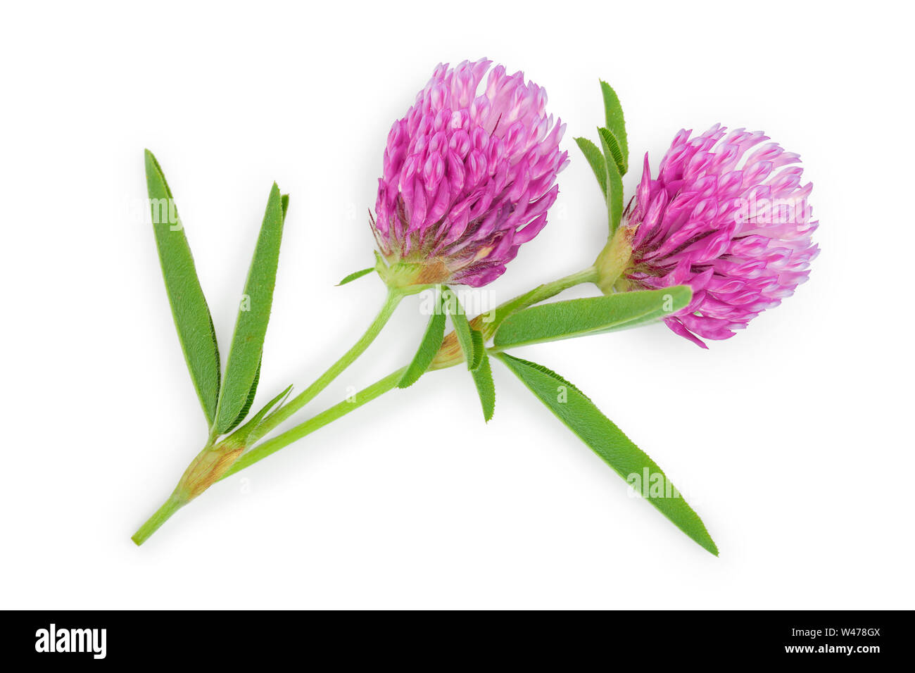 Clover or trefoil flower medicinal herbs isolated on white background, Top view. Flat lay. Stock Photo