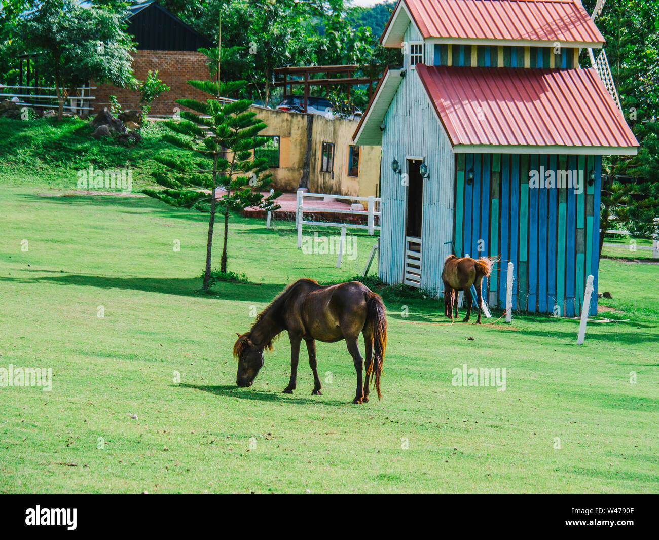 Horse on lawn, grazing land for horses Stock Photo Alamy