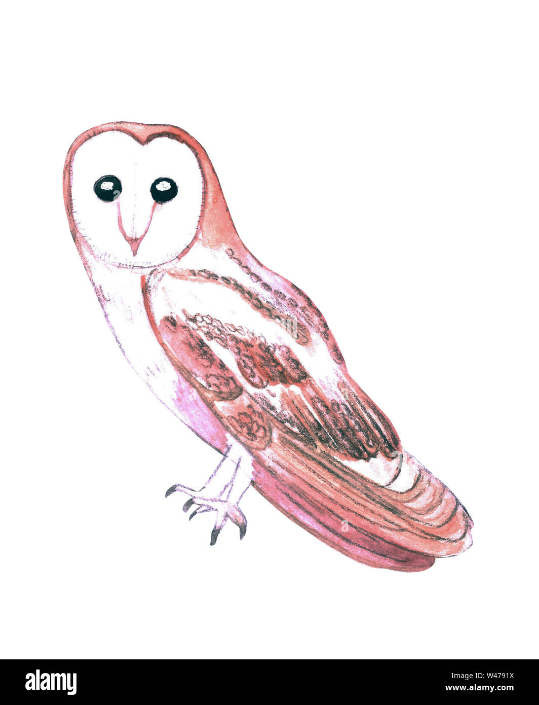 Barn Owl Cut Out Stock Images Pictures Alamy