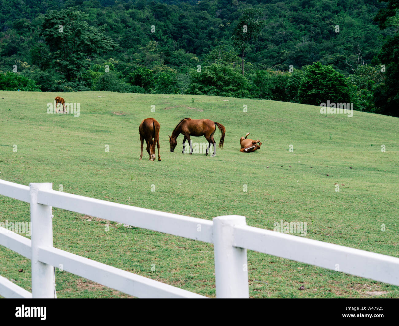 Horse on lawn, grazing land for horses Stock Photo Alamy