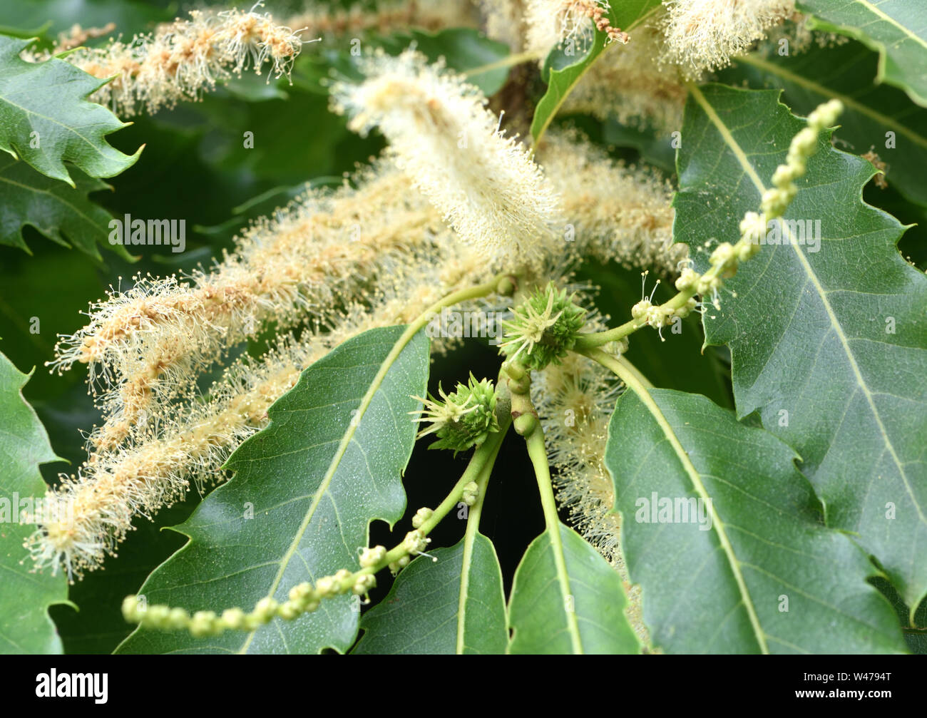 Separate male and female chestnut (Castanea sativa) flowers. The long yellowish catkins are male flowers with the spikey green female flowers at their Stock Photo
