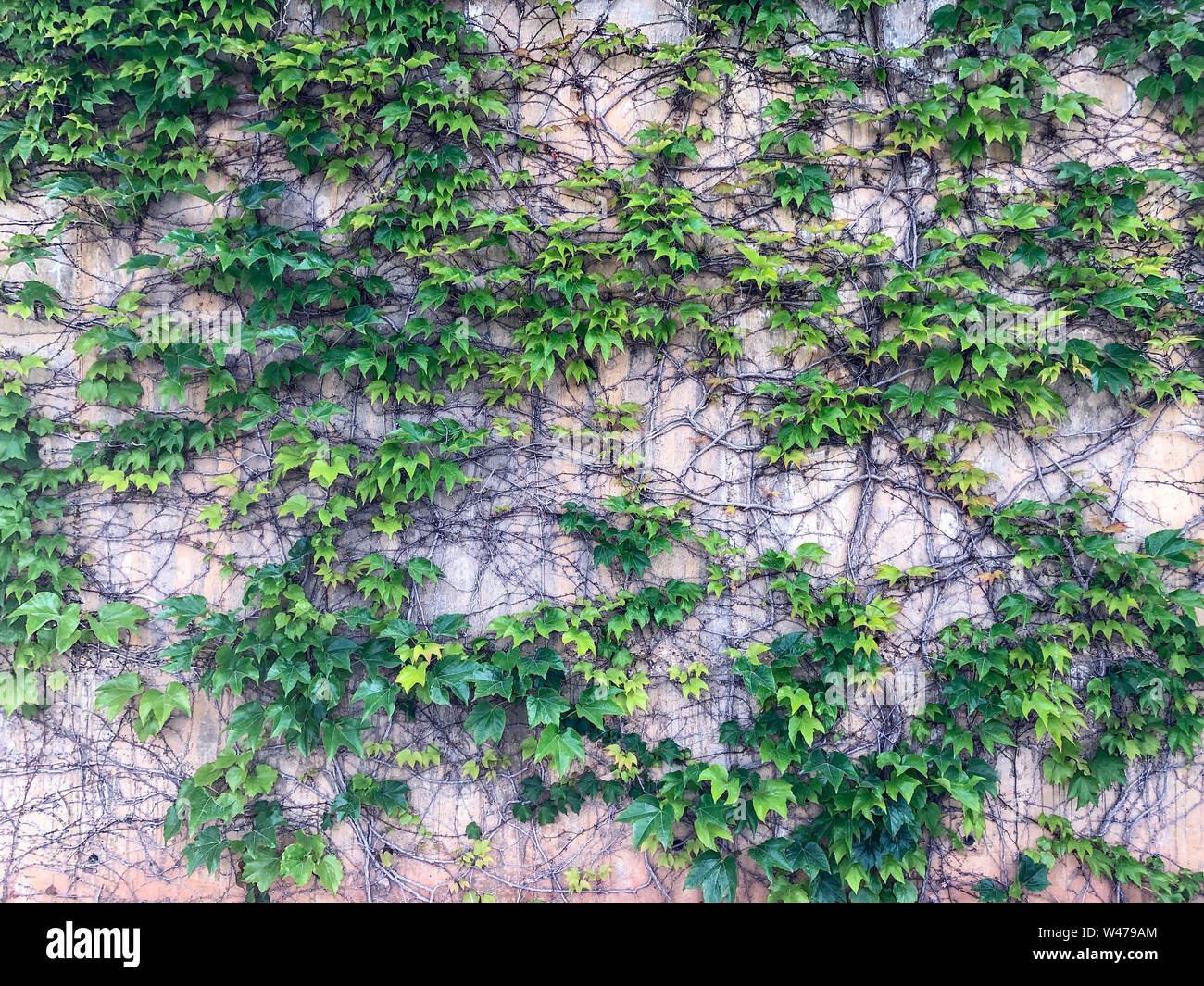 The texture of a lot of flowering green vines from wild ivy that cover a  concrete wall Stock Photo - Alamy