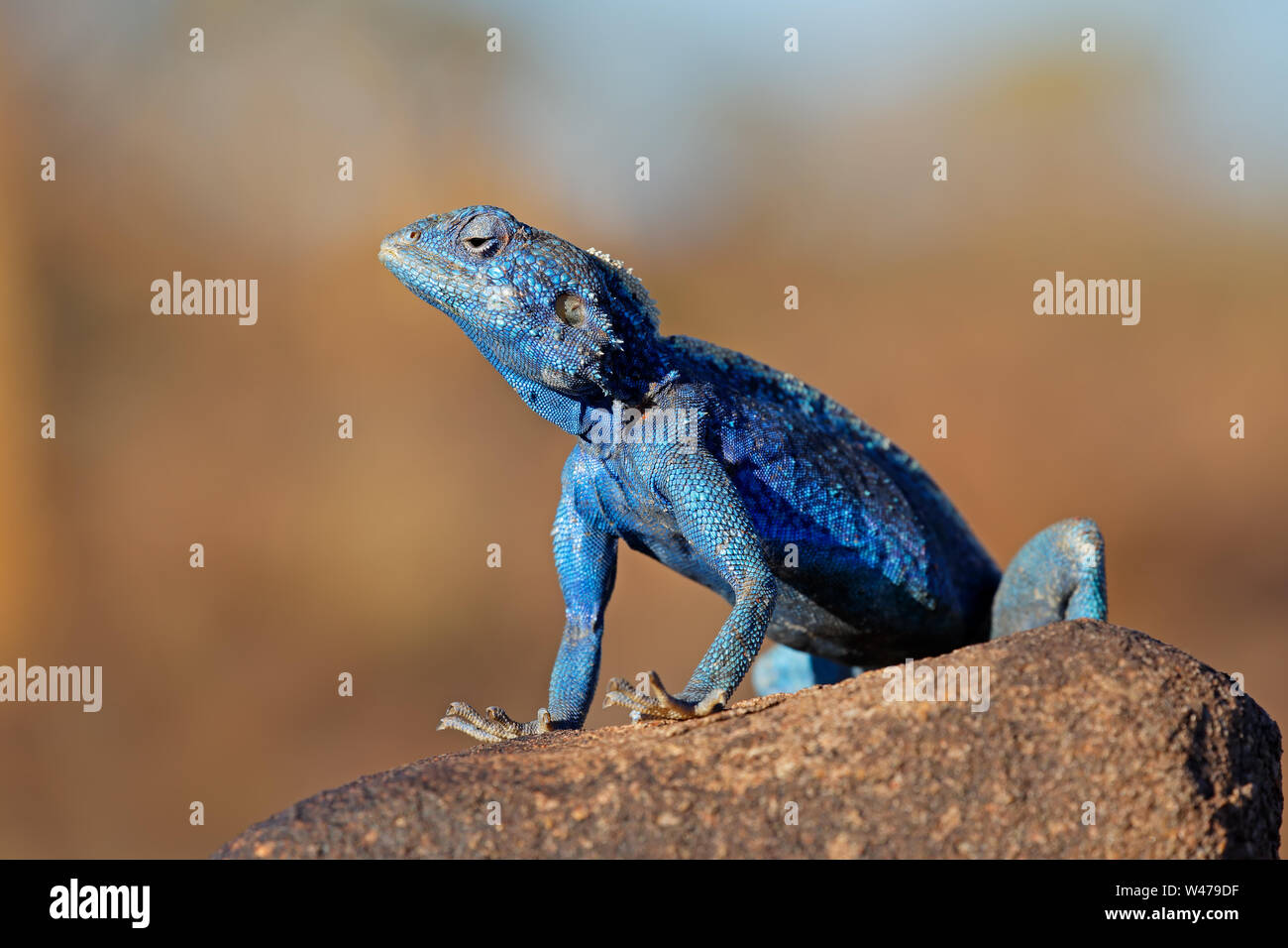 Male southern rock agama (Agama atra) in bright breeding colors, Namibia Stock Photo