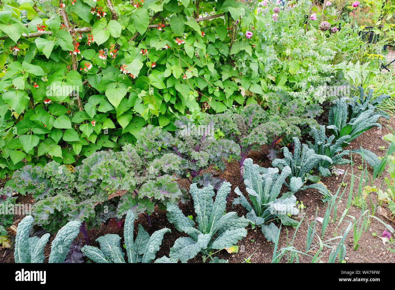 A well stocked English kitchen garden with runner beans, kale, cavolo nero, and leeks - John Gollop Stock Photo