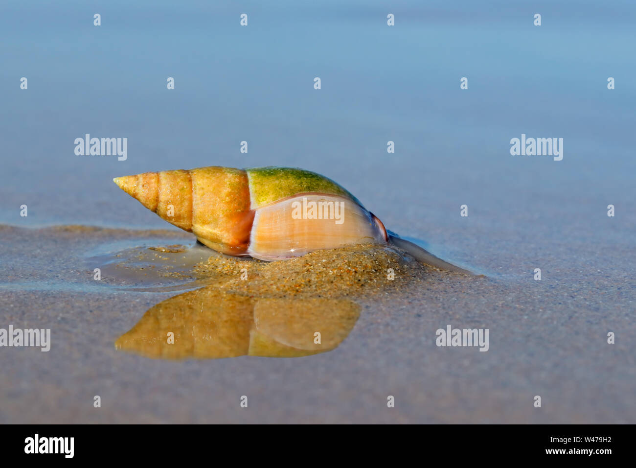 Plough snail (Bulliua digitalis), a species of sea snail, on the beach, South Africa Stock Photo
