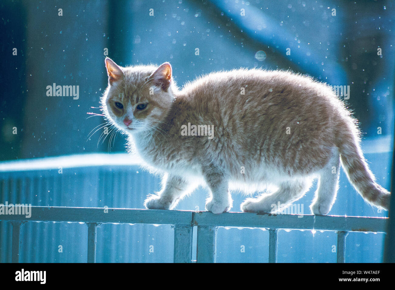 Cat Sitting on Fence Stock Photo - Alamy