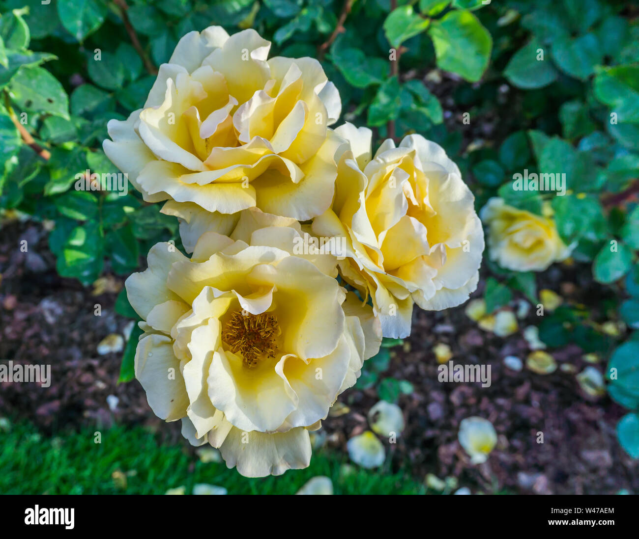 A close-up shot of a cluster of yellow roses at Point Defiance Park in Tacoma, Washington. Stock Photo