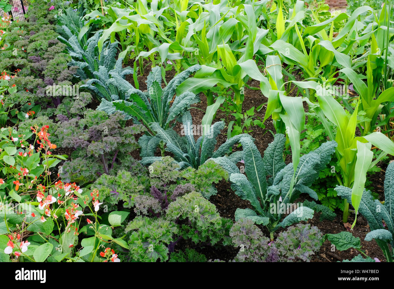 A tightly packed kitchen garden with cavolo nero, kale, french beans and sweet corn - John Gollop Stock Photo