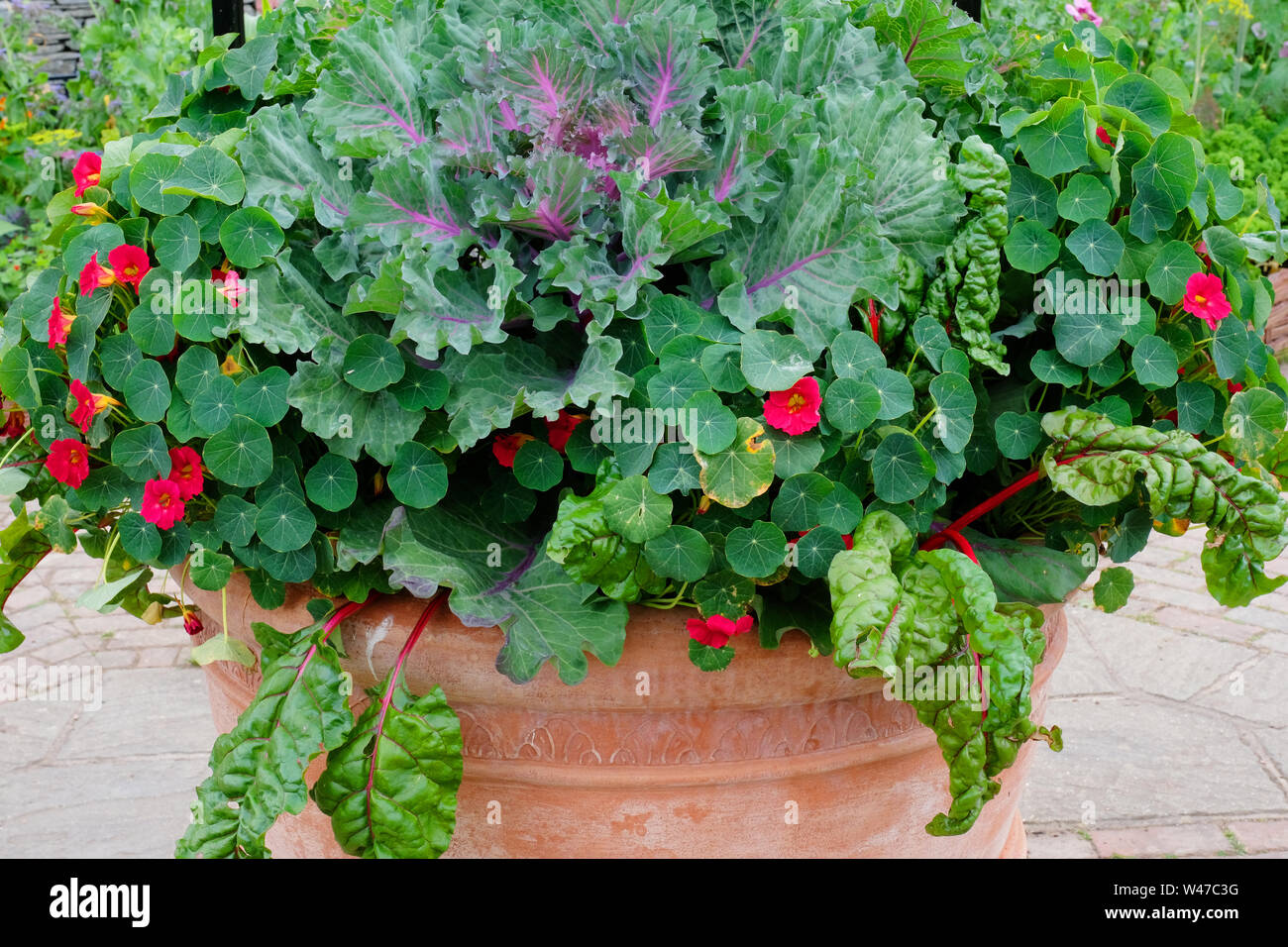 A large earthenware flower pot containing nasturtiums, cabbage and swiss chard - John Gollop Stock Photo