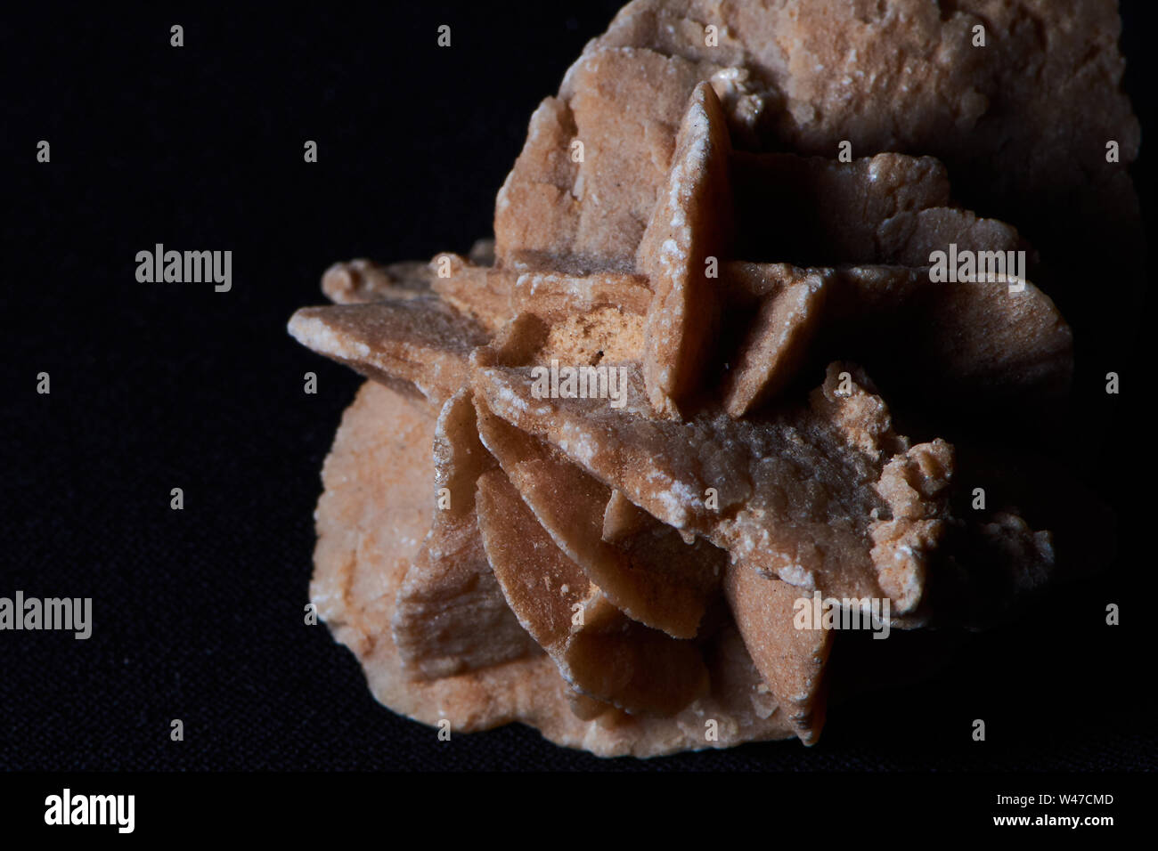 macro color photo of a desert rose on a black background Stock Photo
