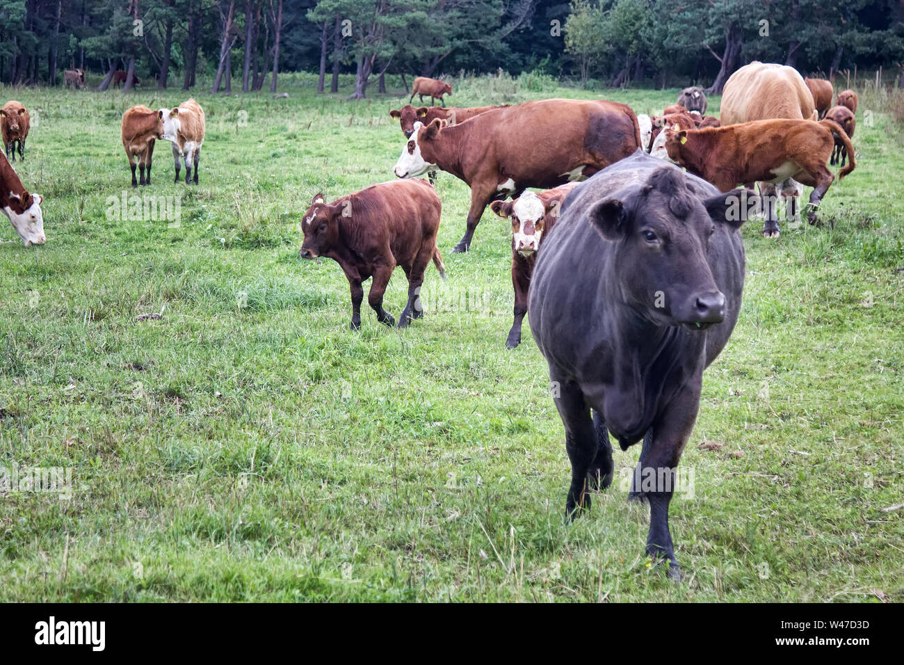 Cattle in a pasture on the river Bank. Cows and calves with an ear tag ...
