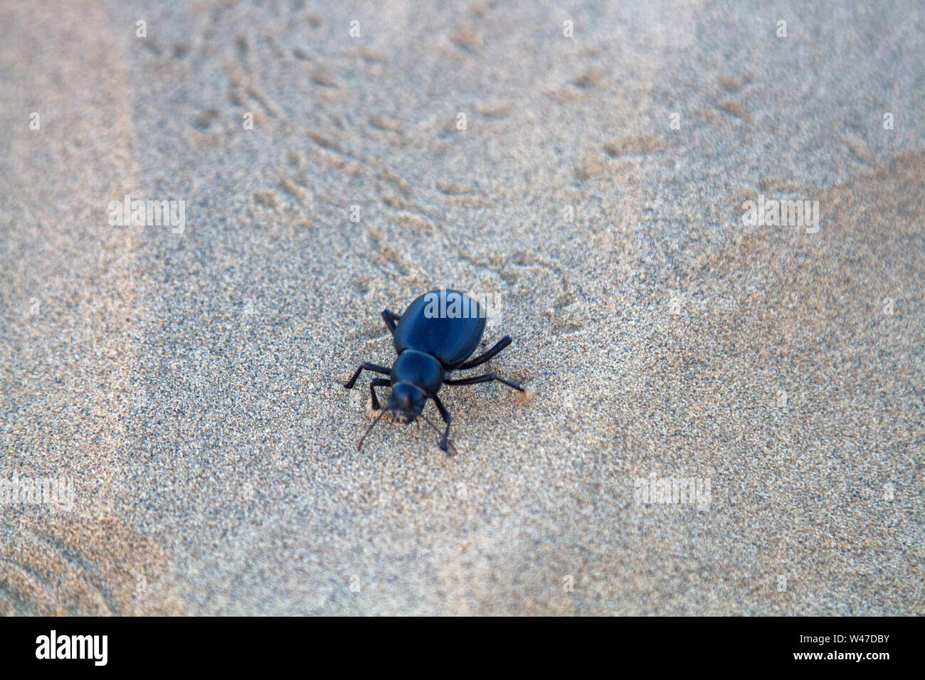 Black beetles (darkling beetles, Blaps gigas) roam sands of Great Indian Desert (Thar), leave chain of tracks; they collect water from morning raw air Stock Photo
