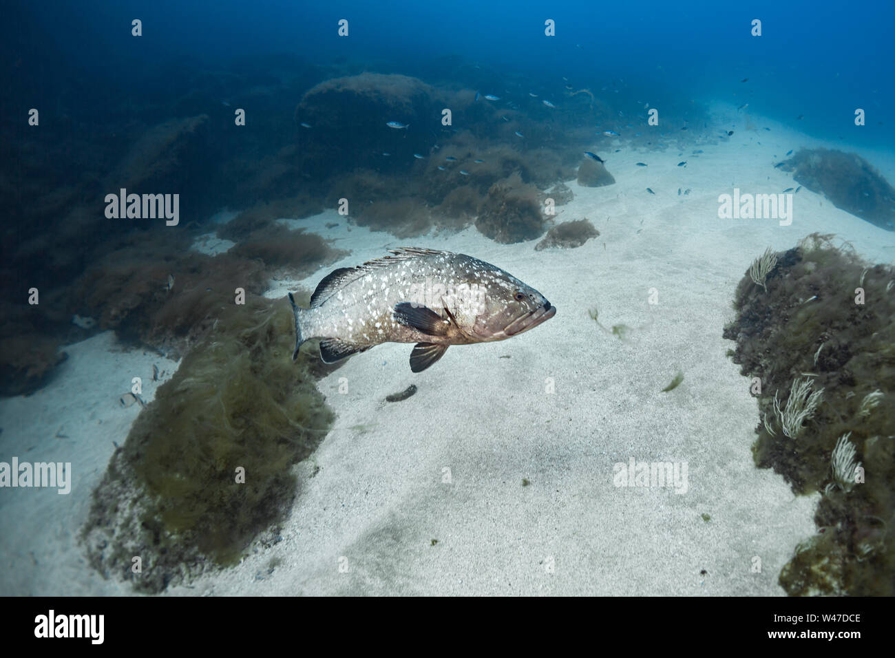 Dusky Grouper-Mérou brun (Epinephelus marginatus) of Mediterranean sea. Stock Photo