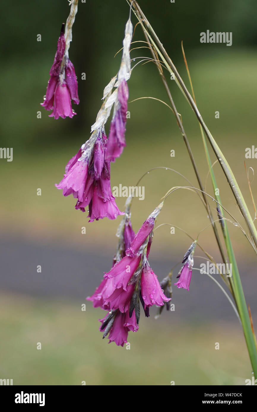 Close up of the graceful flowers of Dierama pulcherrimum Stock Photo