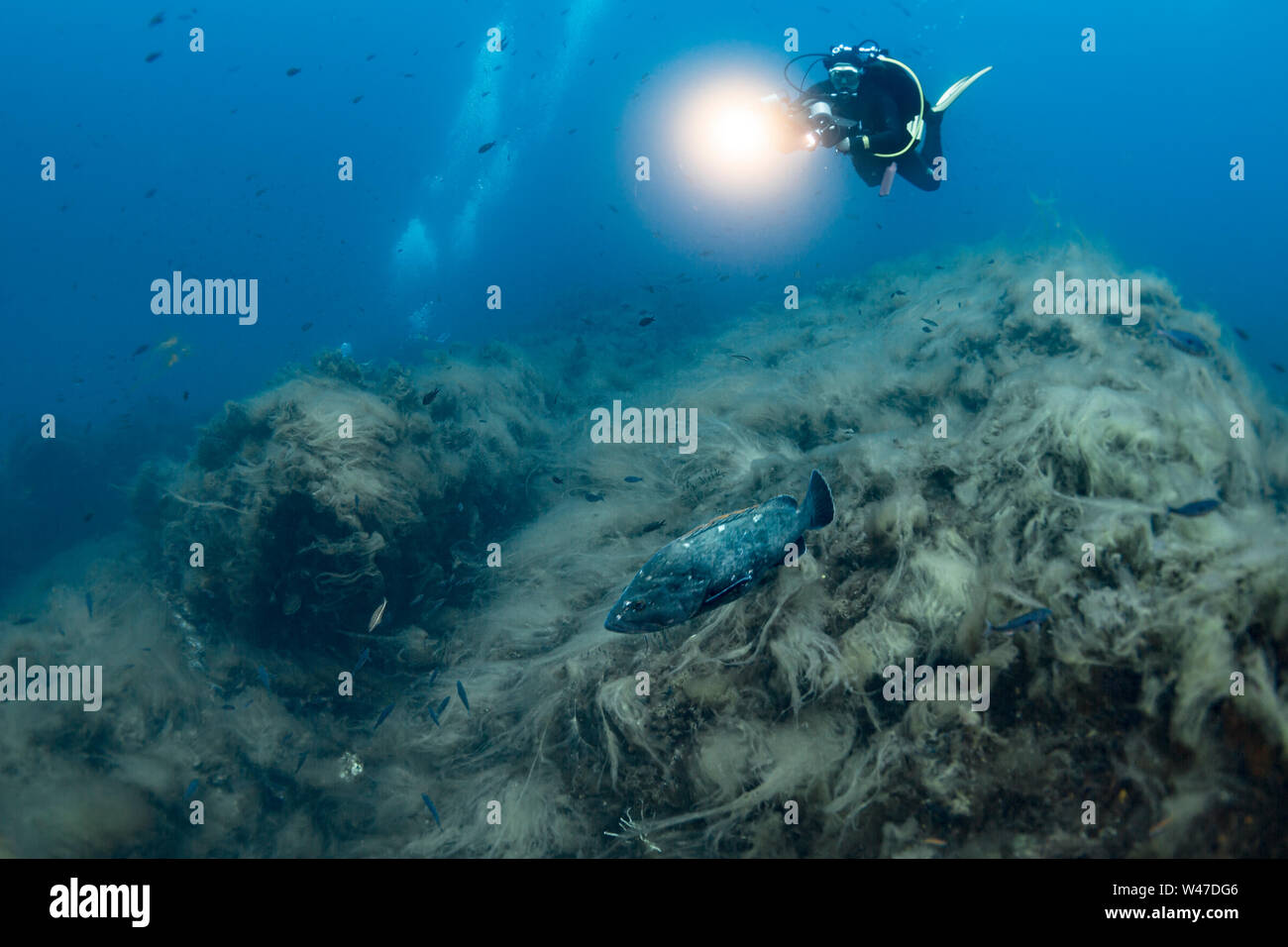 Dusky Grouper-Mérou brun (Epinephelus marginatus) of Mediterranean sea. Stock Photo