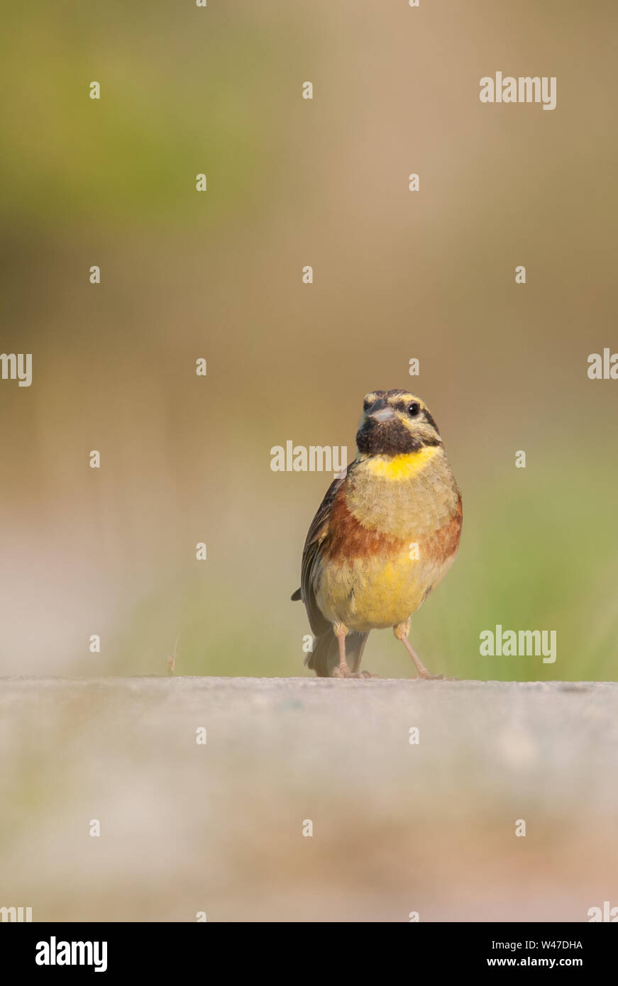 Cirl bunting (Emberiza cirlus) male, a beautiful songbird sitting on the ground in the morning, Istria, Croatia Stock Photo